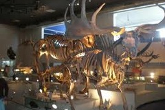 Naturalis Late Night Show
