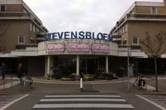 Stevensbloem